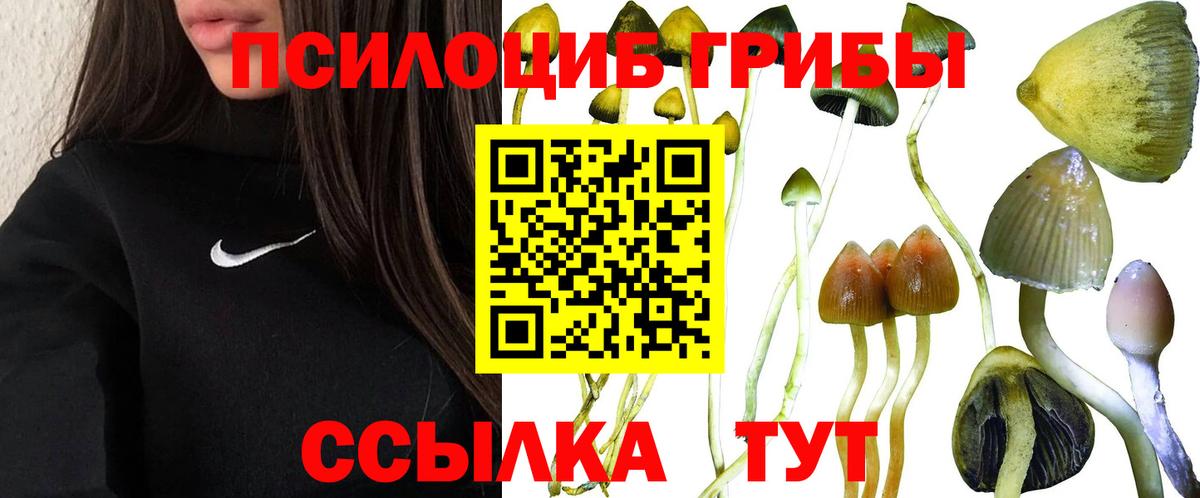 Псилоцибиновые грибы Cubensis Казань